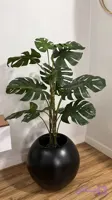 درختچه انجیری قد ۱۲۰ تنه ریشه دار
