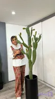 کاکتوس شاخه‌دار برگ‌پهن