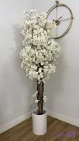 درختچه شکوفه گیلاس وارداتی