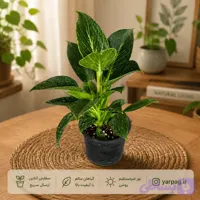فیلدندرون برکین