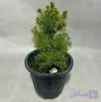 کاج نانای کوچیک