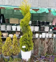 پیچ لوسون (یه گیاه پیچ پیچی)