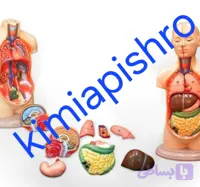 مولاژ بدن انسان اندازه ۱/۴ قابل تفکیک