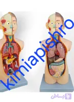 مولاژ نیم تنه بدن انسان ۶۵ سانت