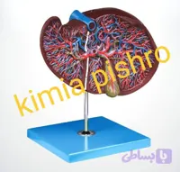 مولاژ کبد و کیسه صفرا روی پایه