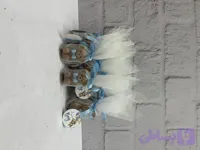 گیف تدی تور