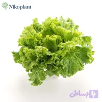 کاهو فرانسوی