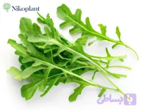 روکولا