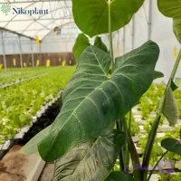 آلوکازیا بلک چرمی