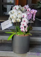 گلدان ارکیده کد 01