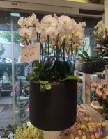 گلدان ارکیده کد 02