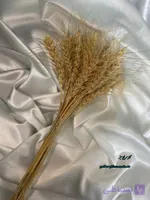دسته گل گندم خشک محصولی از دل روستا