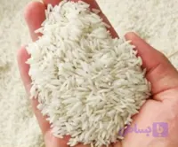 برنج هاشمی ممتاز آستانه اشرفیه گیلان