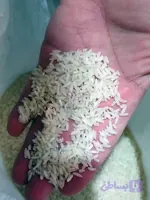 برنج طارم هاشمی ممتاز کشت دوم - ۵ کیلو