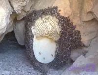 عسل وحشی کوهی