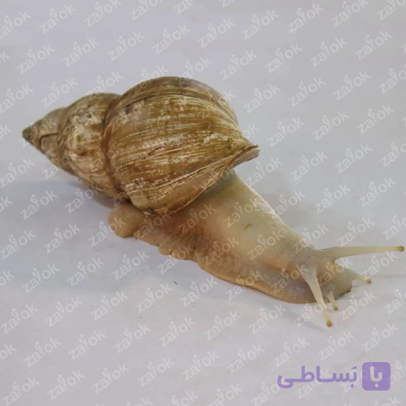 حلزون طبی پرورشی