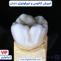 آموزش دوره آناتومی و مورفولوژی دندان