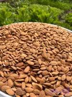 مغز بادام درختی ایرانی