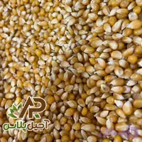ذرت پاپ کورن خام