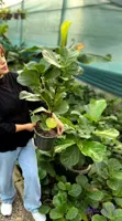 فیکوس لیراتا گلخانه بهارنارنج