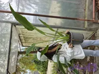 نخل مسافر / گلخانه بهارنارنج