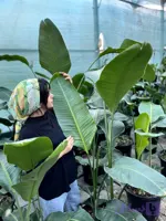 نخل نیکولای