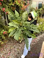 فیلودندرون کنگره ای