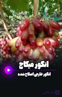 نهال انگور میکاج خارجی