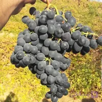 نهال انگور رقم رشه سردشت دیم