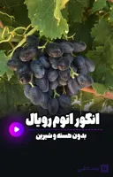 نهال اتوم رویال