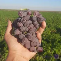 نهال انگور صاحبی درجه یک
