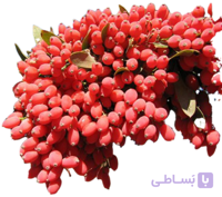 نهال زرشک پفکی دوساله تکی
