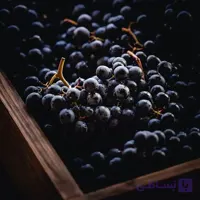 نهال دوساله انگور سیاه بیدانه