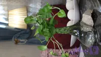 گلدون دفرمه زیر سنگی