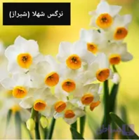 پیاز نرگس شهلا گلده پک ۳ عددی سایز سوپر درشت
