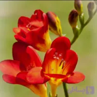 پیاز فریزیا معطر رنگ قرمز بسته 2 عددی
