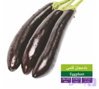 بذر بادمجان قلمی (کد URW04)