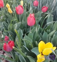 پیاز گل لاله ایرانی درشت الوان بسته 2 عددی