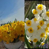پیاز نرگس ۲ کیلویی گلده ( شهلا ژونکی) جداگانه