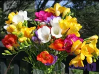 پیاز فریزیا معطر الوان بسته ۱۰ عددی
