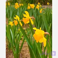 پیاز گل نرگس هلندی کاسه نارنجی بسته 5 عددی