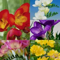 پک 10 عددی پیاز فریزیا معطر رنگ جداگانه هر رنگ دو عدد