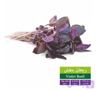 بذر ریحان بنفش رویان