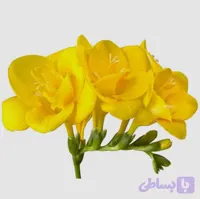 پیاز فریزیا معطر رنگ زرد بسته 2 عددی