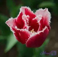 پیاز گل لاله هلندی کاناستا