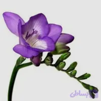 پیاز فریزیا معطر رنگ بنفش بسته ۱ عددی