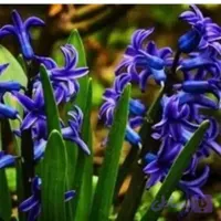 پیاز سنبل ایرانی سایز ریز ( 10 عددی )