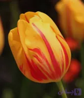 پیاز گل لاله هلندی زرد المپیک بسته ۲ عددی