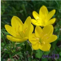 پیاز نرگس جام زرین بسته ۵ عددی