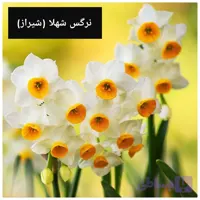 پیاز نرگس شهلا درشت گلده ( ۲ کیلویی )
